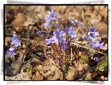Niebieskie, Małe, Kwiatuszki, Przylaszczki