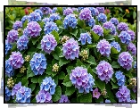 Niebiesko-fioletowa, Hortensja