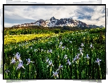 Stany Zjednoczone, Kolorado, San Juan Mountains, Wilson Peak, Góry, Irysy, Łąka, Niebo, Chmury, Kwiaty