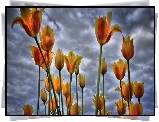 Tulipany, Niebo, Chmury