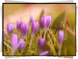 Nierozwinięte, Kwiaty, Fioletowe, Krokusy