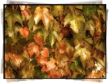 Obraz, Alberto Guillen, Liście, Bluszcz, Jesień