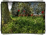 Ogród, Drzewa, Trawy, Czerwone, Tulipany