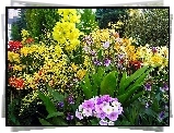 Ogród, Różne, Kolorowe, Kwiaty