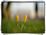 Żółte, Krokusy, Trawa, Światło, Rozmyte tło