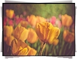Żółte, Tulipany