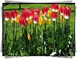 Czerwone, Żółte, Tulipany