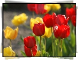 Czerwone, Żółte, Tulipany