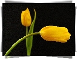 Dwa, Żółte, Tulipany