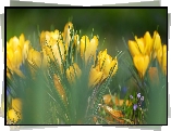 Kwiaty, Żółte, Krokusy
