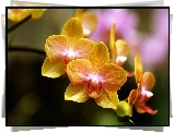 Orchidea, Żółte, Kwiaty