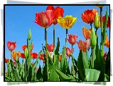 Czerwone, Żółty, Tulipany