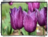 Tulipany, Pąki, Kwiaty, Fioletowe, Płatki