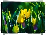 Żółte, Tulipany, Pąki, Liście