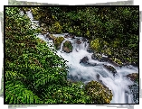 Las, Potok, Kaskada, Paprocie
