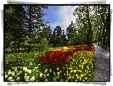 Park, Tulipany, Droga, Drzewa