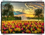 Tulipany, Park, Fontanna
