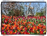 Park, Tulipany, Wiatrak, Lisse