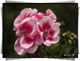 Pelargonia, Wiosna
