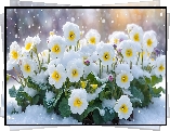 Białe, Pierwiosnki, Kwiaty, Śnieg, Grafika