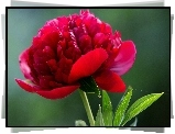 Czerwona, Piwonia, Kwiat