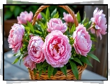 Wiklinowy, Koszyk, Różowe, Piwonie, Zielone, Listki