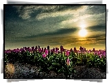 Plantacja, Tulipanów, Zachód, Słońca