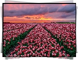 Plantacja, Tulipanów, Tulipany, Zachód słońca