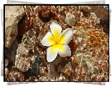 Kwiat, Plumeria, Woda, Kamienie
