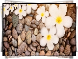 Plumeria, Kamienie