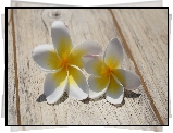 Kwiaty, Plumeria, Deski