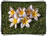 Kwiaty, Plumeria, Trawa