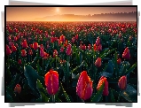 Pola, Farma, Kwiaty, Tulipany, Wschód słońca