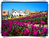 Domy, Pole, Tulipanów