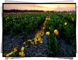 Pole, Tulipany, Żółte, Wschód słońca