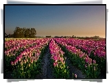 Pole, Tulipany, Wschód słońca