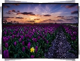 Pole, Tulipanów, Wiosna--Chmury, Zachód, Słońca