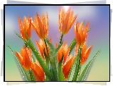 Kwiaty, Pomarańczowe, Tulipany