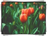 Pomarańczowe, Tulipany