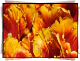 Pomarańczowo, Żółte, Tulipany, Strzępiaste,  Płatki