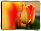 Żółto, Pomarańczowy, Tulipan