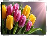 Różowe, Żółte, Tulipany, Promienie