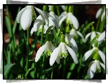 Kwiaty, Białe, Rozświetlone, Przebiśniegi