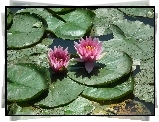 Przyroda, Kwiaty, Lilie wodne