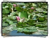 Przyroda, Kwiaty, Lilie wodne
