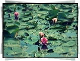 Przyroda, Lilie wodne, Staw