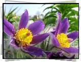 Pulsatilla patens