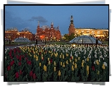 Rosja, Moskwa, Zdjęcie, Miasto, Klomb, Tulipany