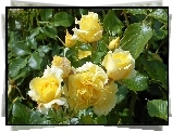 Żółte, Róże, Liście