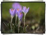 Fioletowe, Krokusy, Kwiaty, Rozkwitające